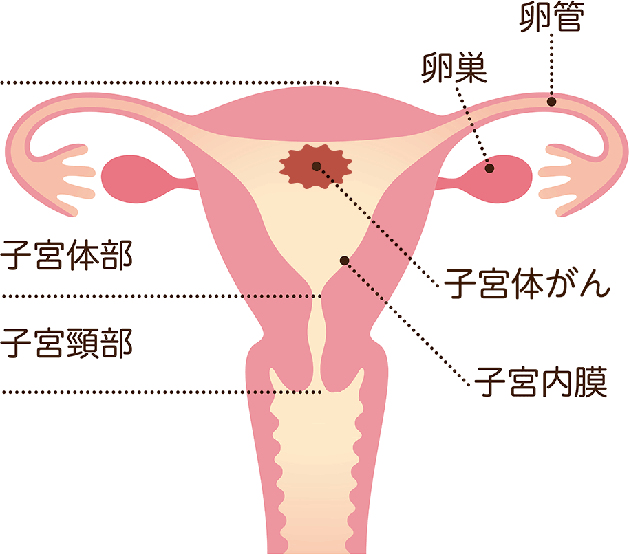 子宮の様子