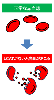 溶血状態４.png